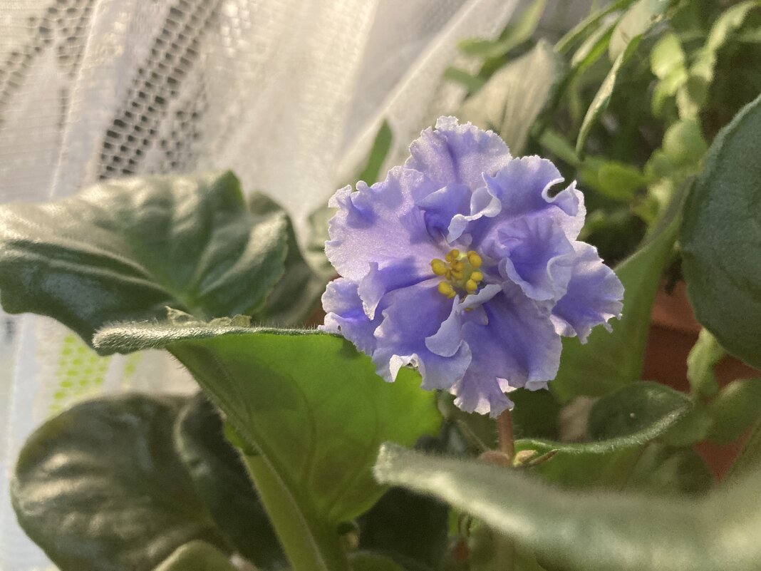 Фиалочка - Ольга Савельева 