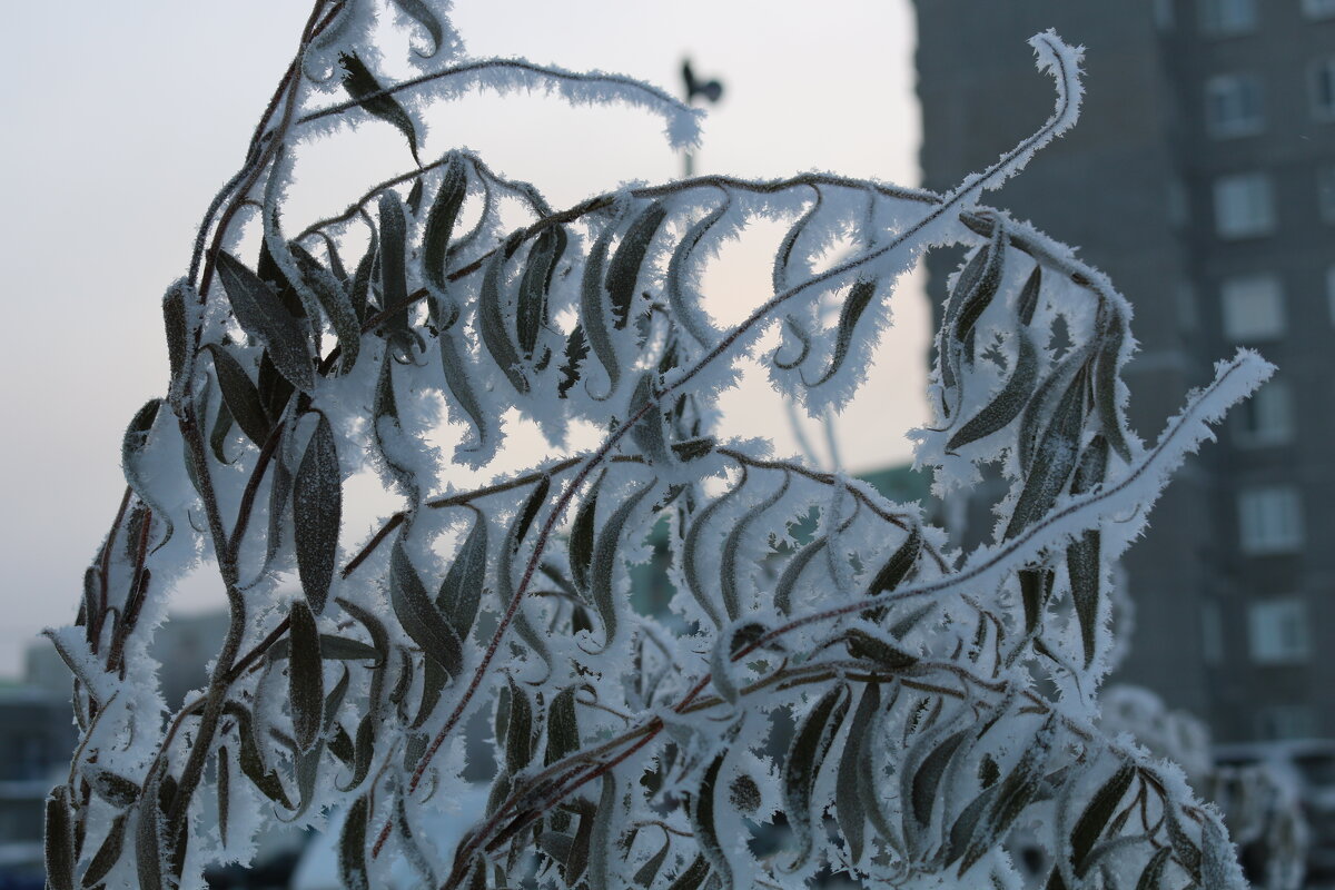 Пушистые узоры - Ольга 