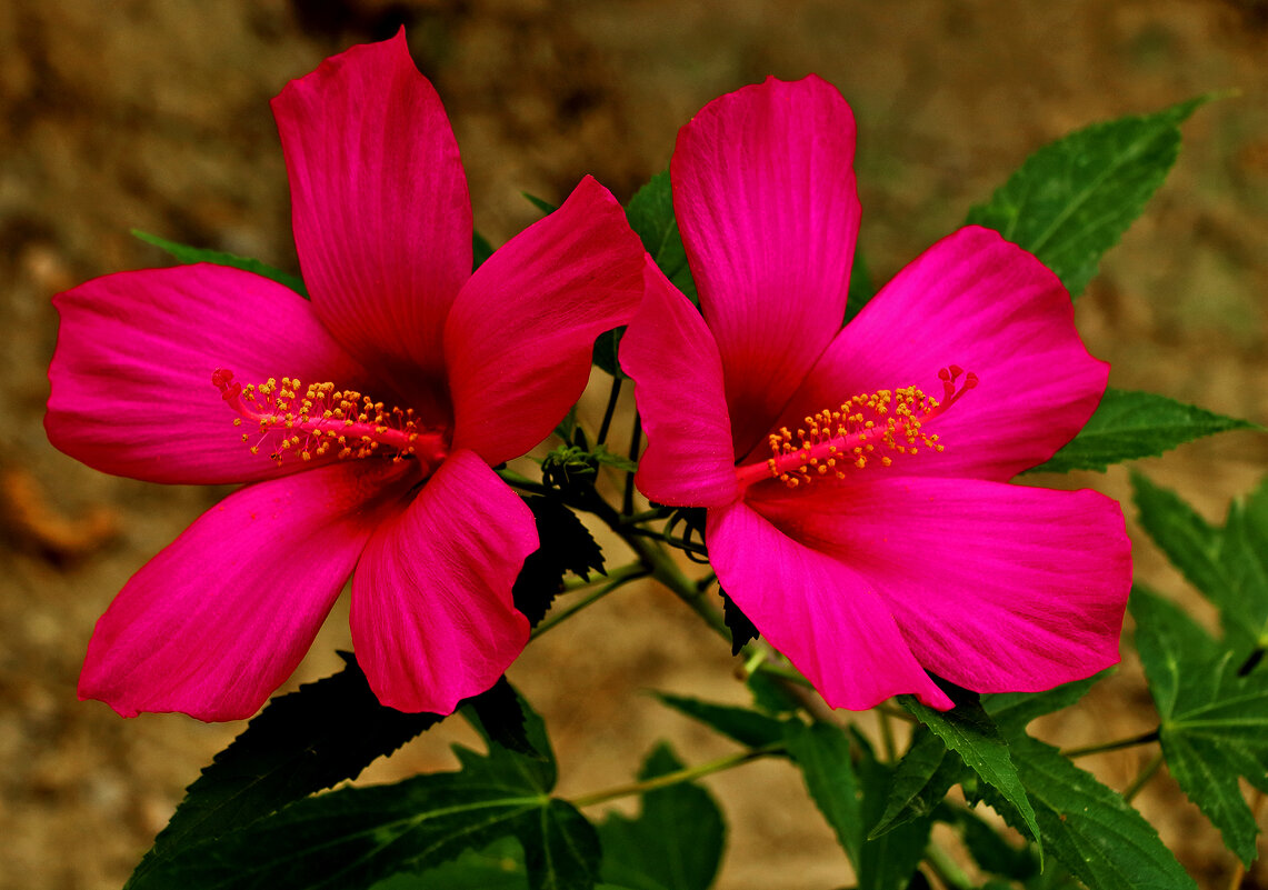 Сладкая парочка - Светлана 