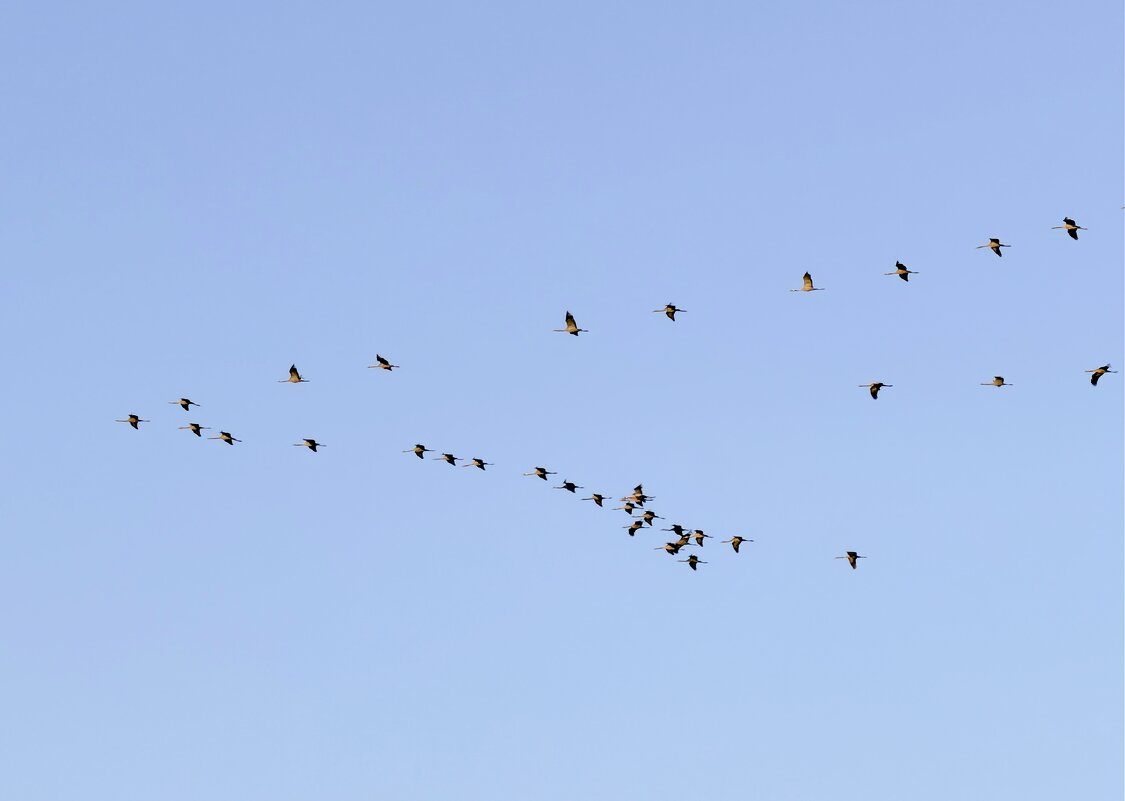 Летят журавли - Александр Деревяшкин