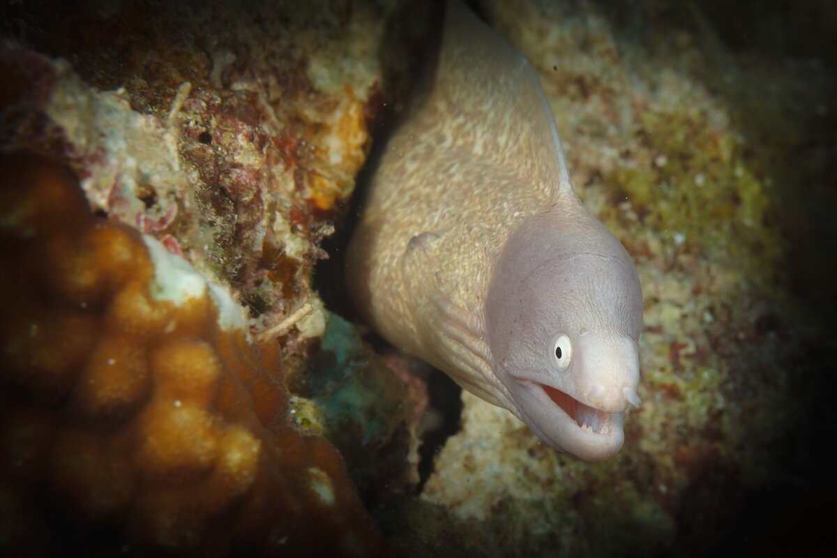 Ага! - алексей афанасьев Ага! - алексей афанасьев