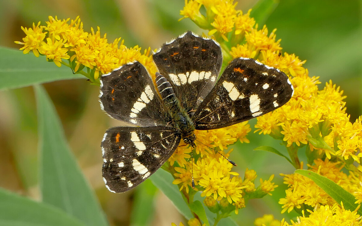 опять про бабочек...109 - Александр Прокудин