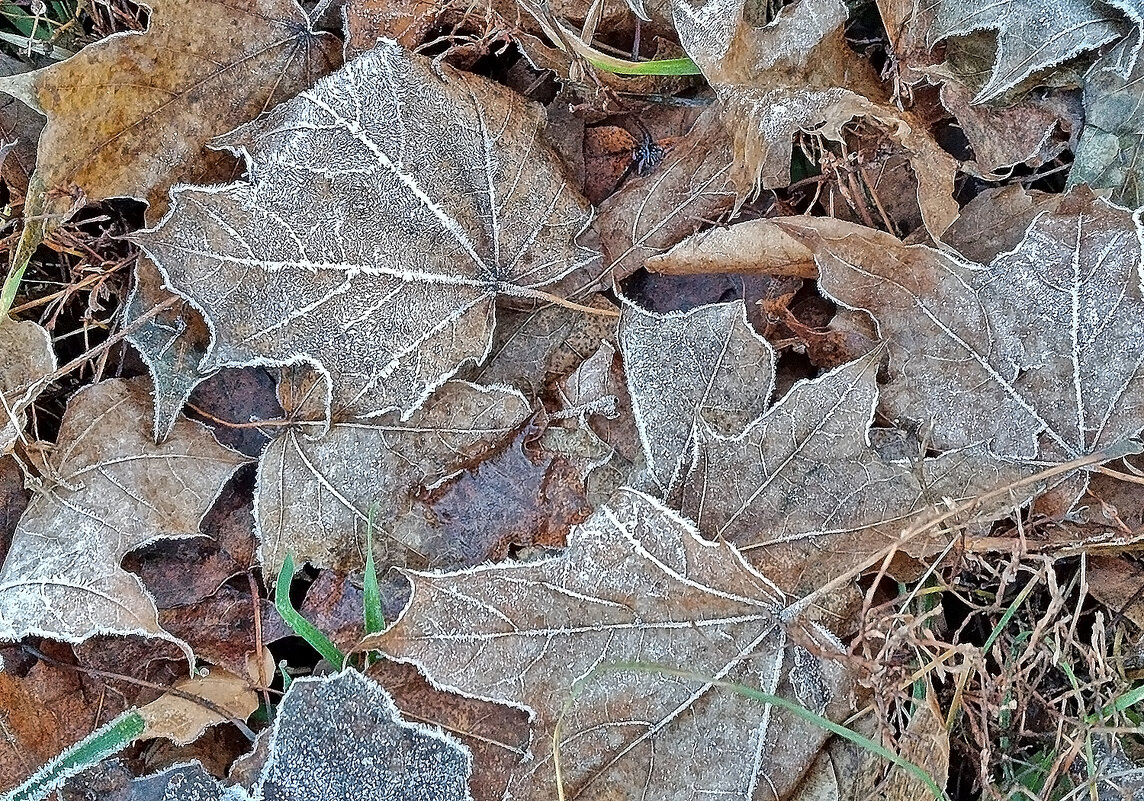 Замёрзли... - Валентина  Нефёдова 