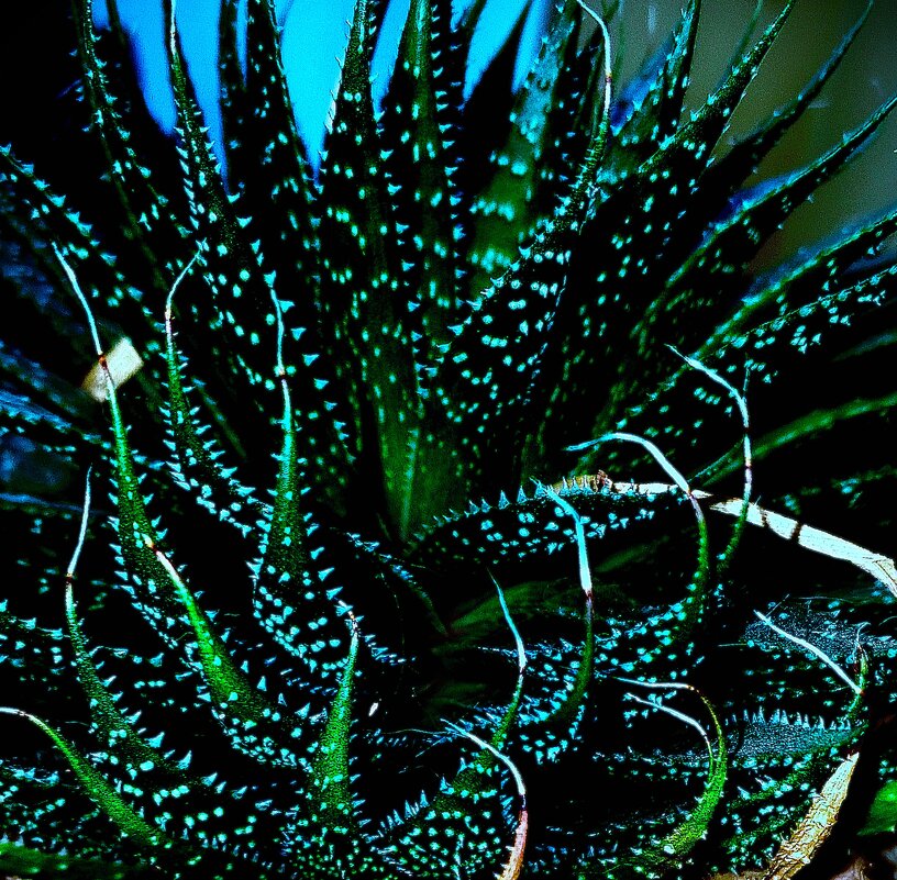 Aloe Vera - Василий Палий