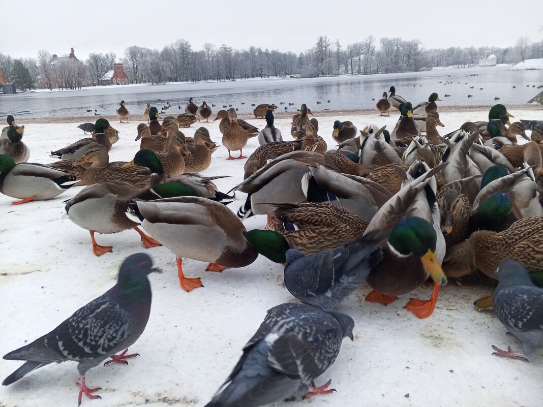 Утки - Сапсан 