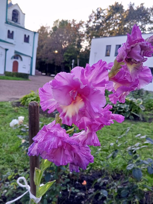 Гладиолус - Сапсан 