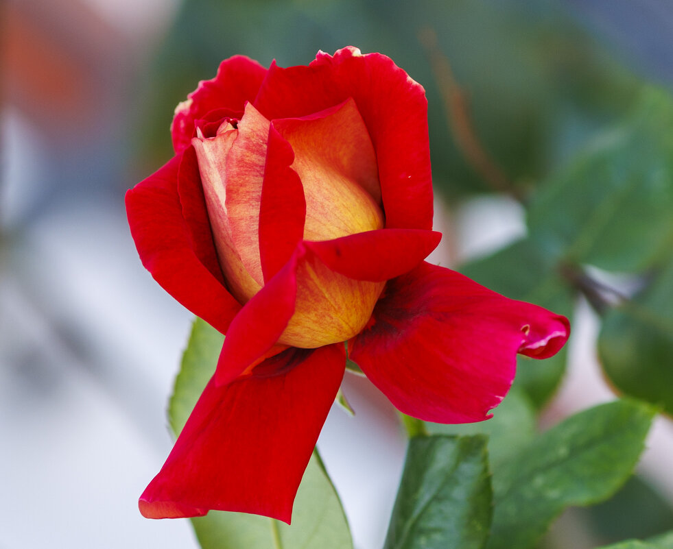 Осенняя красавица - Светлана Тихонина