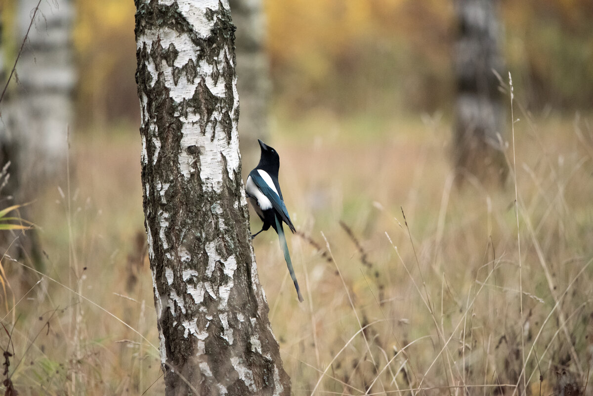 **** - Владимир Безбородов
