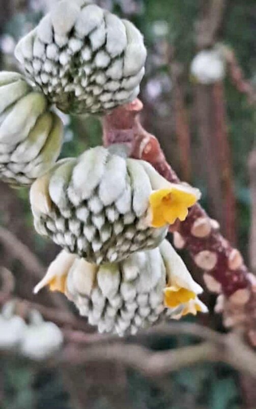 эджвортия золотистоцветковая (Желтая Дафна) - Tata Wolf