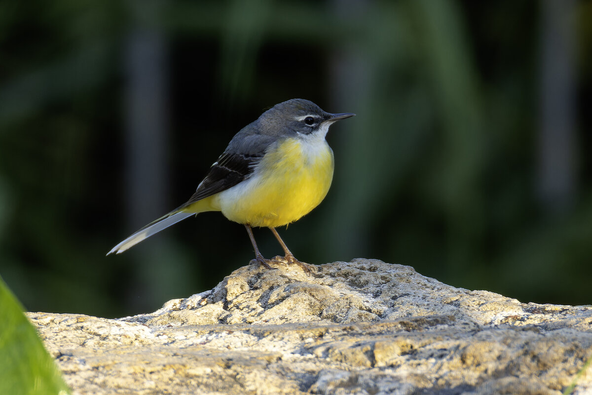 Горная трясогузка. - Alexander Amromin