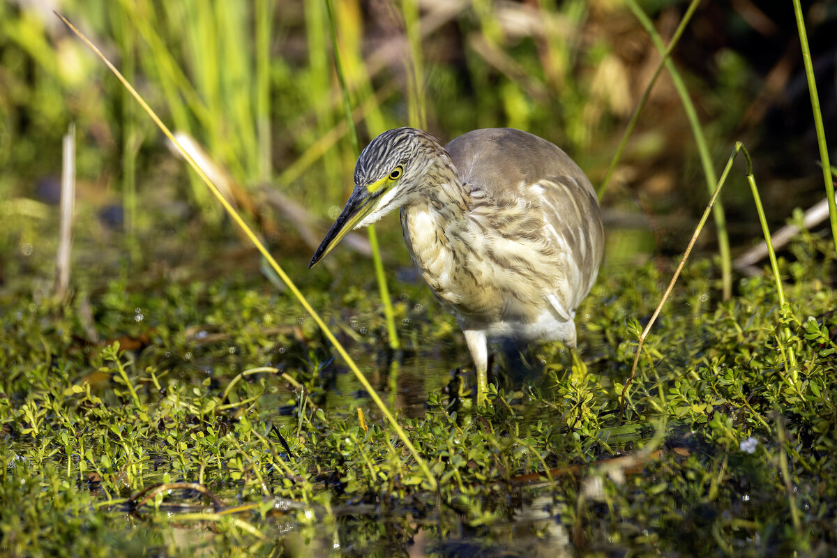 Жёлтая цапля. - Alexander Amromin