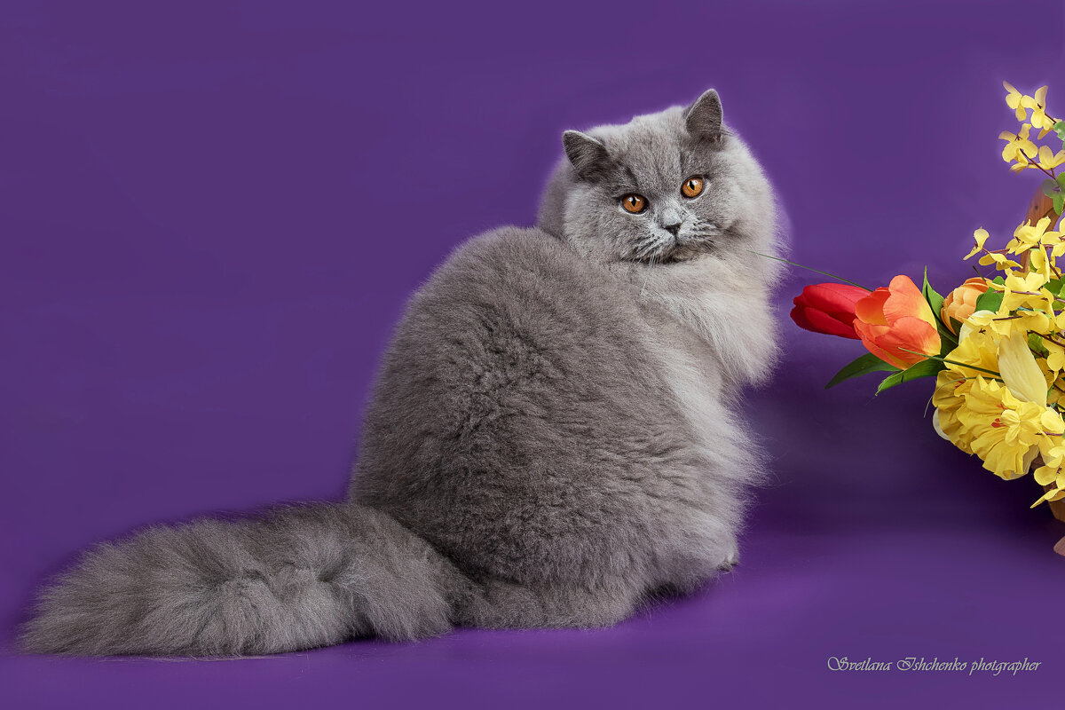 Британская длинношерстная кошка (британика, хайлендер). - Светлана Ищенко