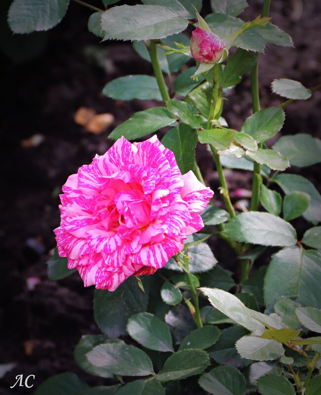 Лучики солнца в пасмурный день (серия) - Любовь Сахарова