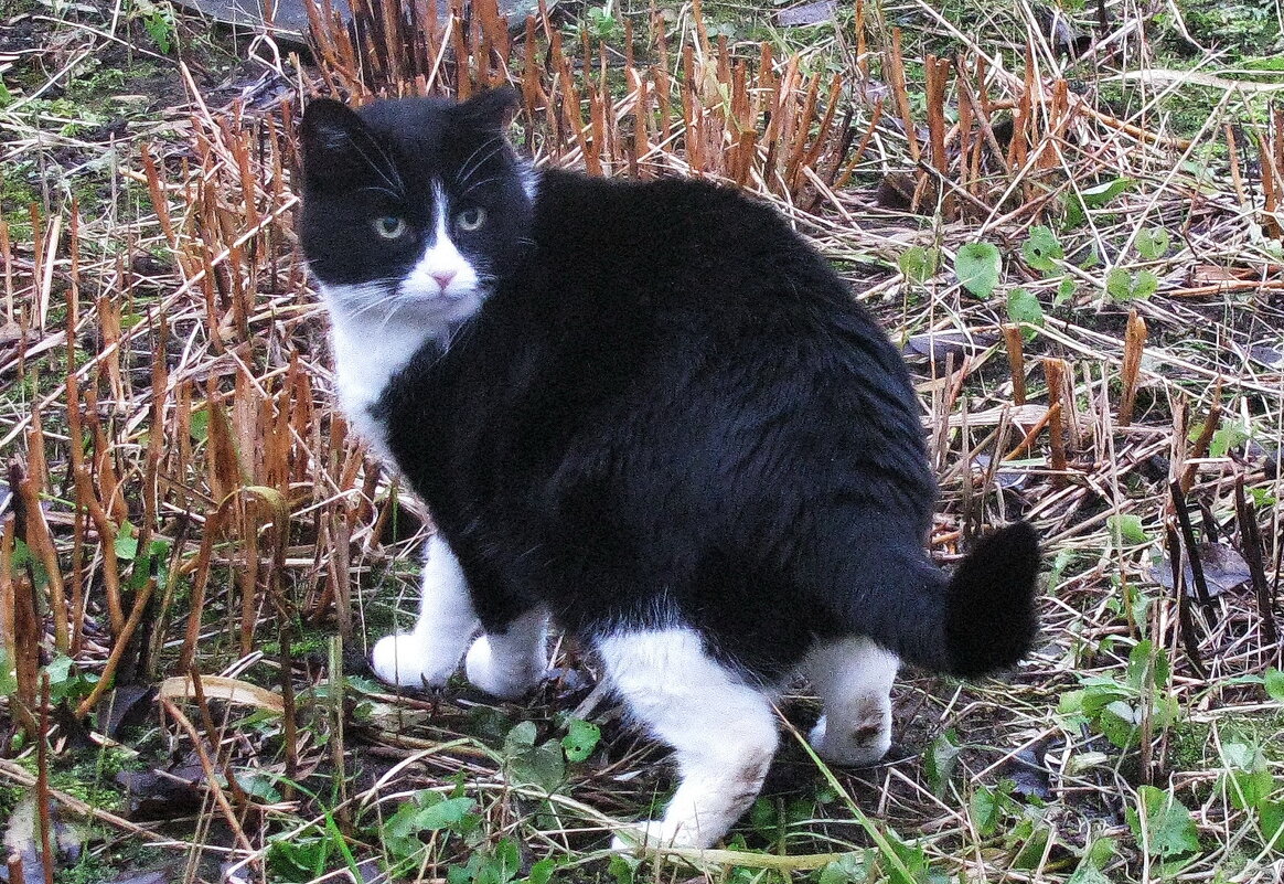 Проверяет, все ли цветы я обрезала к зиме - Людмила Смородинская