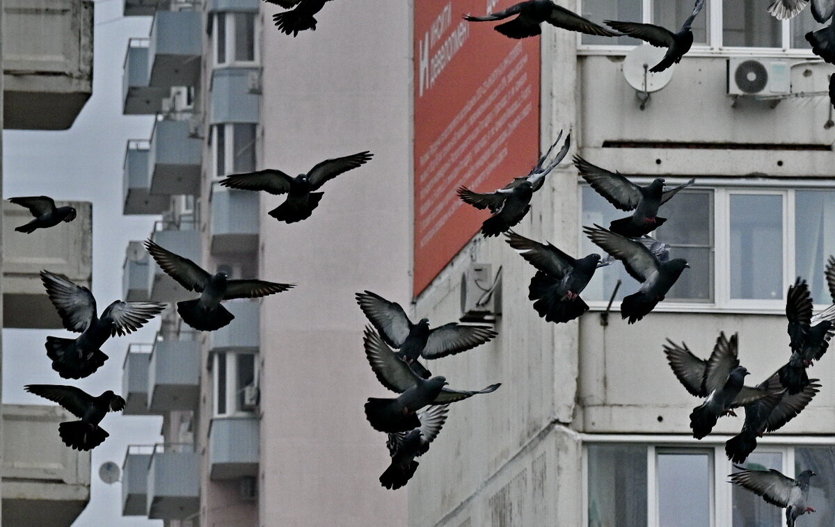 Летите голуби, летите...3 - Николай Саржанов