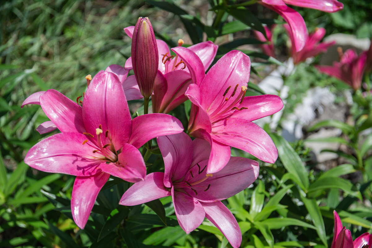 *** - Виктор Иванович Чернюк *** - Виктор Иванович Чернюк