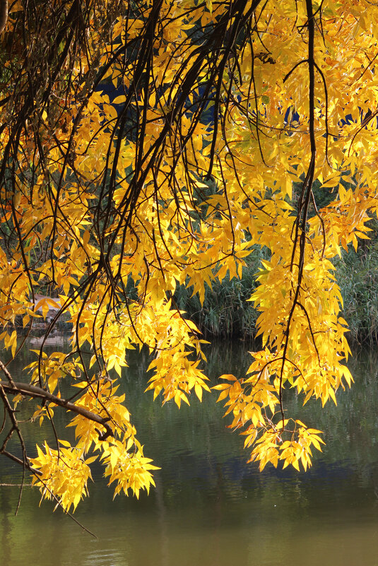 Осень. - Александр 