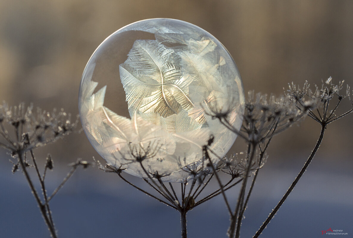 Пузырь - Андрей Пристяжнюк