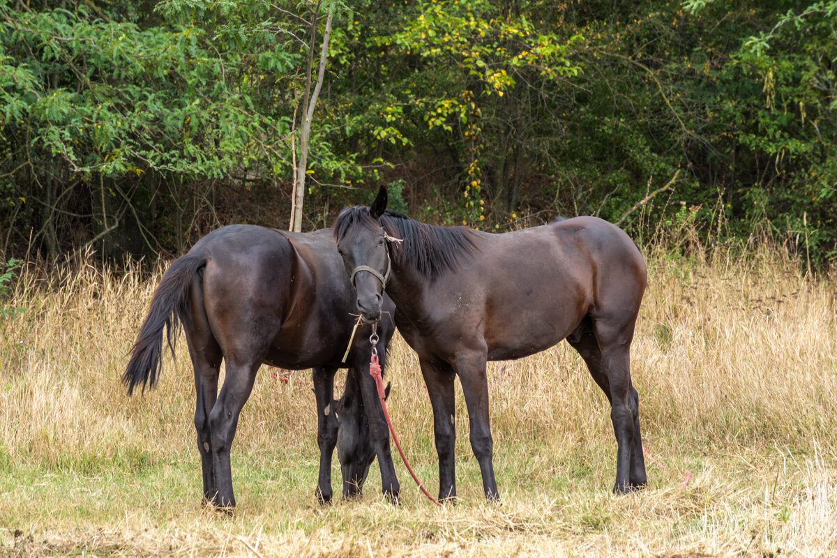 Лошади - Игорь Сикорский