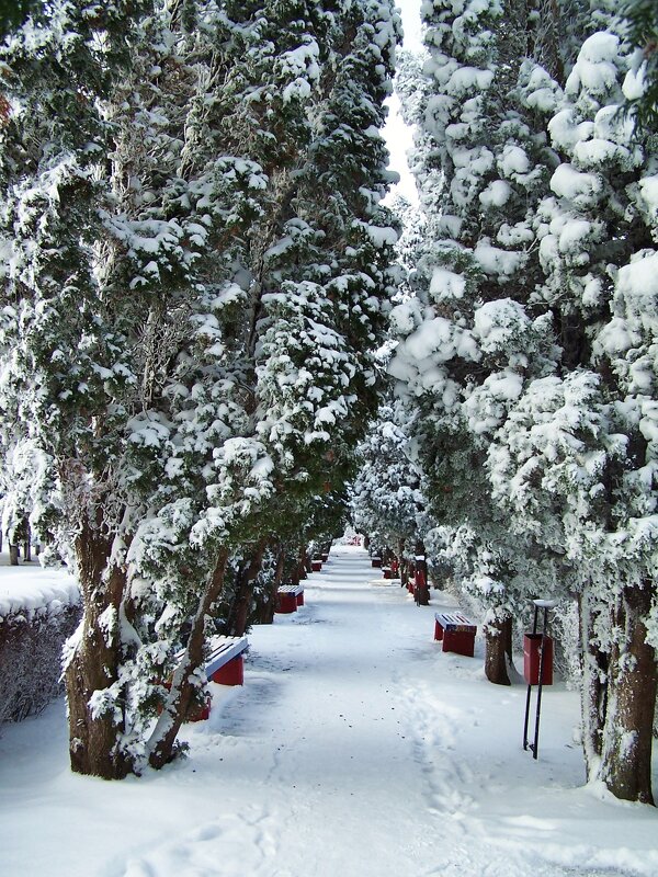 Заснеженность...Ессентуки - Nataly St. 