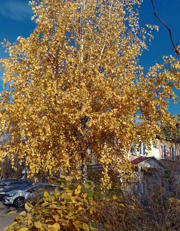 *** - Валентина Береснева