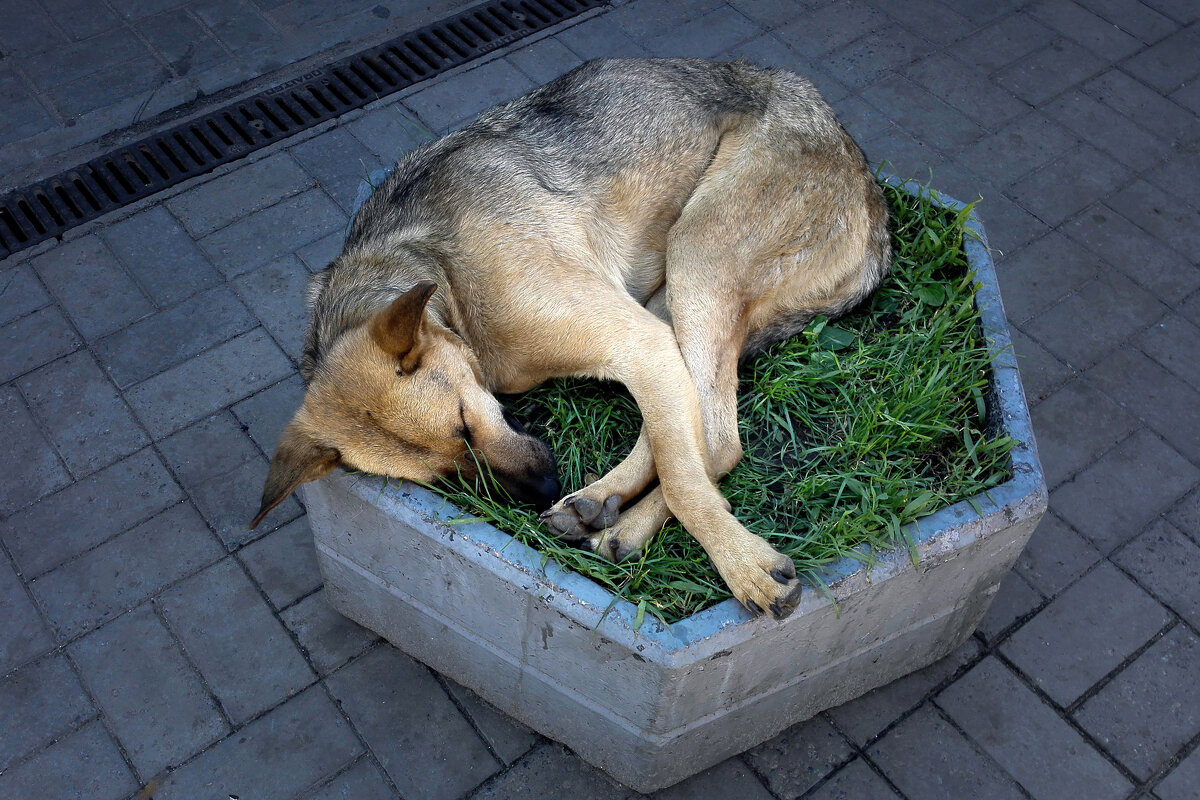 Сладкий сон в центре города - Игорь 