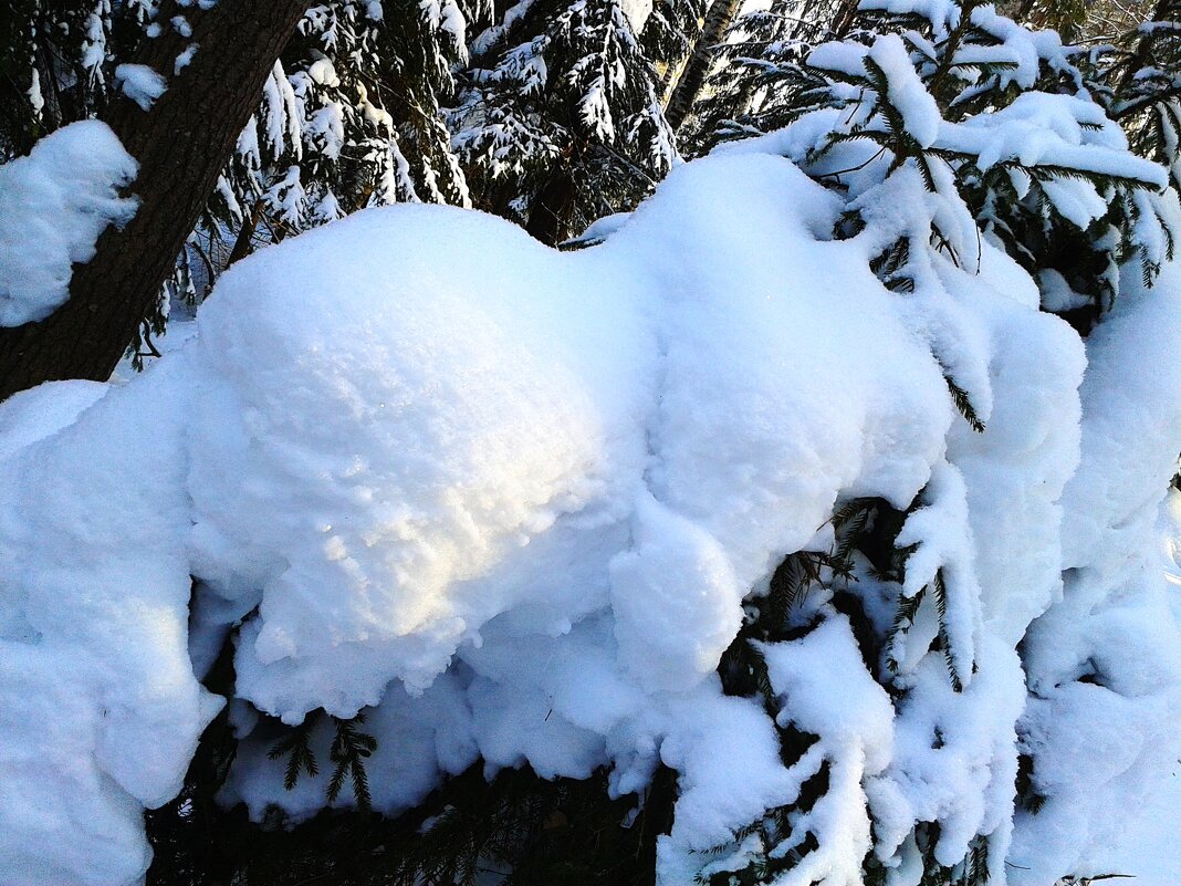 отдыхает зверек - Владимир 