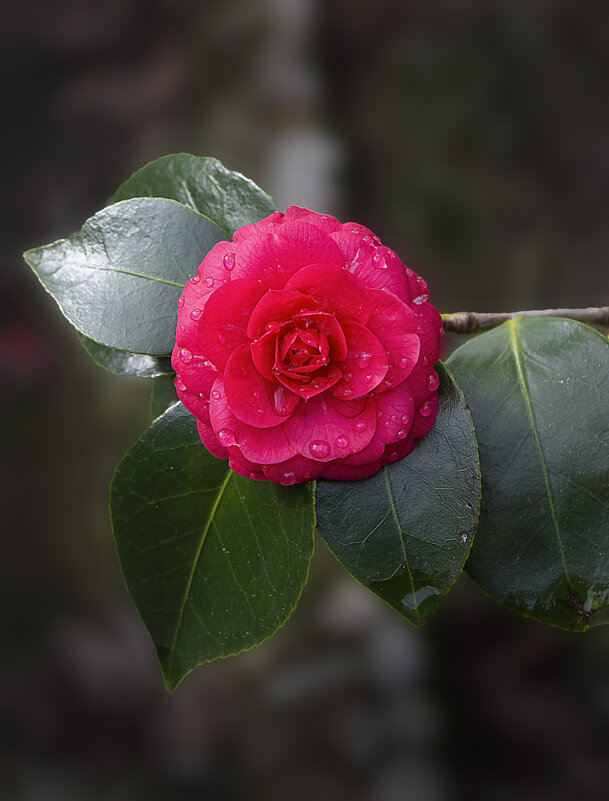 Роза. - Александр 