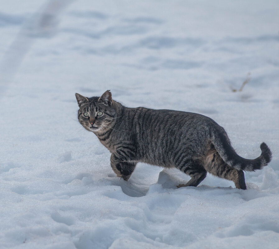 Полосатый вышел на охоту. - Анатолий Нецепляев