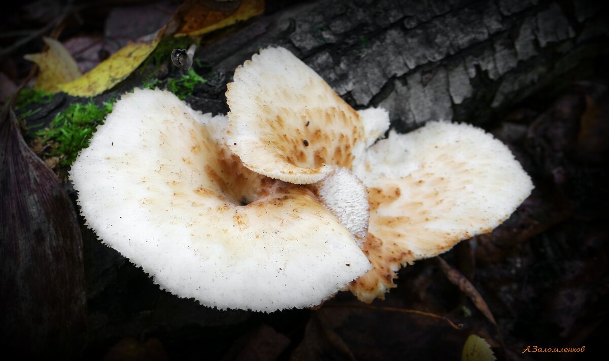 Гриб трутовик чешуйчатый или пестрец - Андрей Заломленков Гриб трутовик чешуйчатый или пестрец - Андрей Заломленков