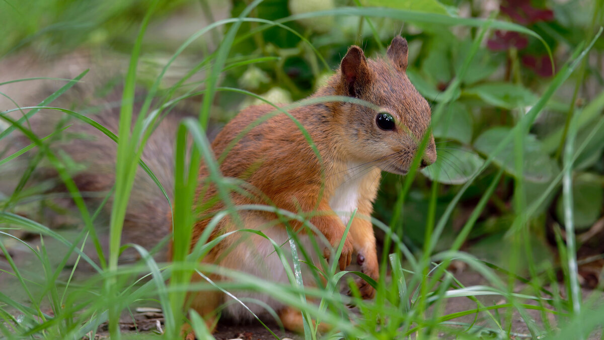 Пушистый зверь - Николай Соколухин