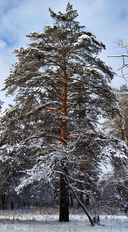 Утро - Радмир Арсеньев