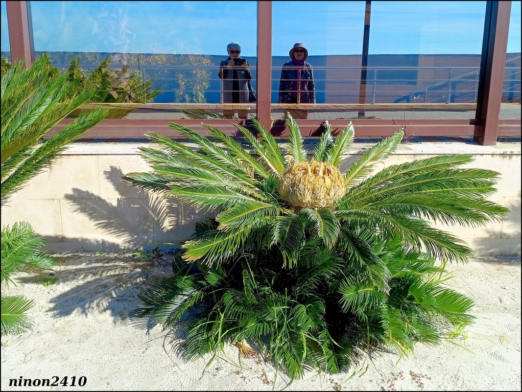 Адлер. Имеретинская (Олимпийская) набережная - Нина Бутко