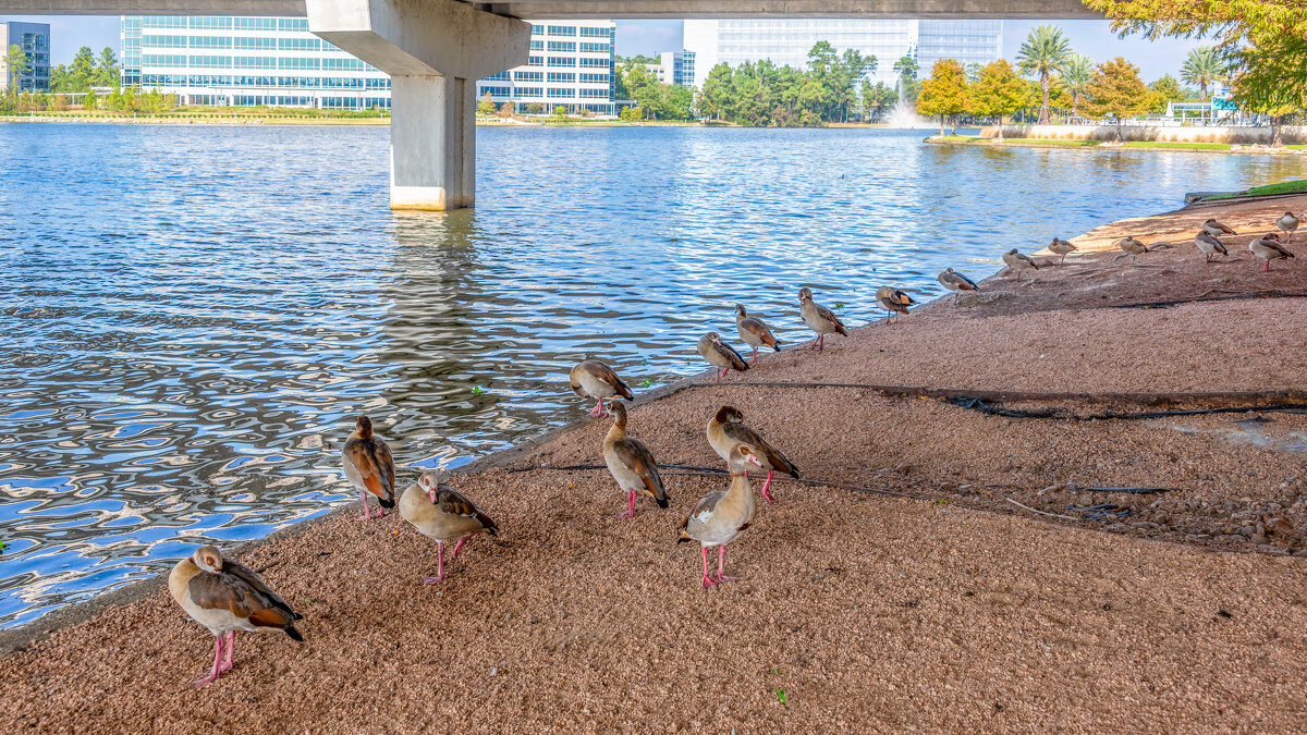 Перелетные птицы - **** vedin