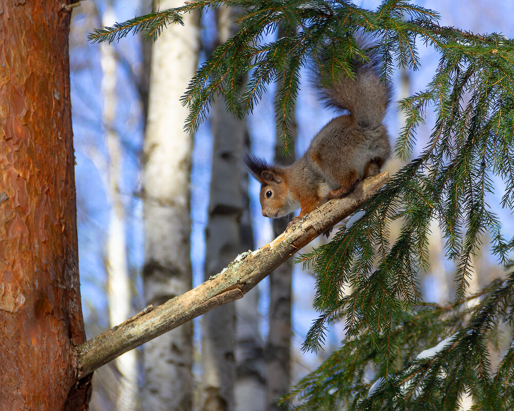 Белка. - Андрей Дурапов