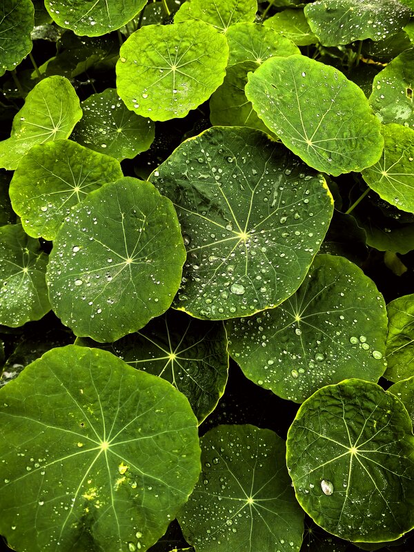 Дождь - Елена 