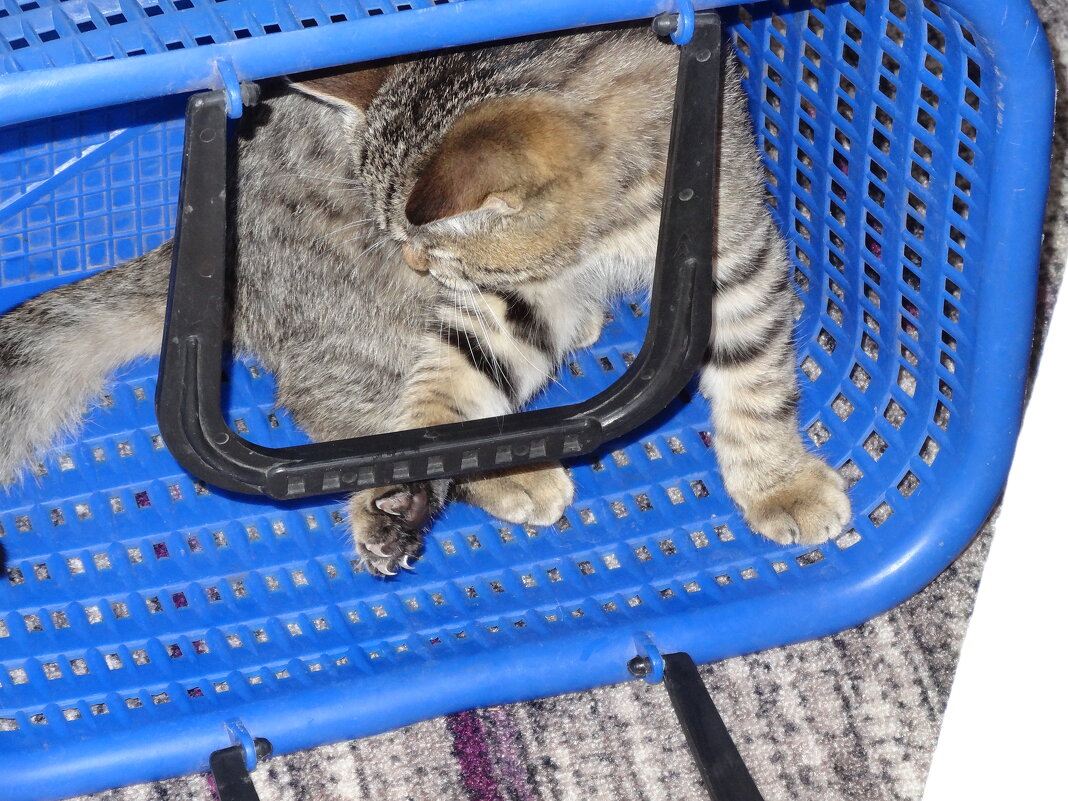 мурзик - СЕРГЕЙ ФИЛОЧКИН