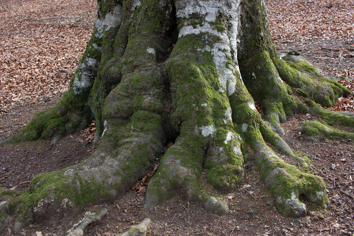 Массивная лапа... - Дмитрий А