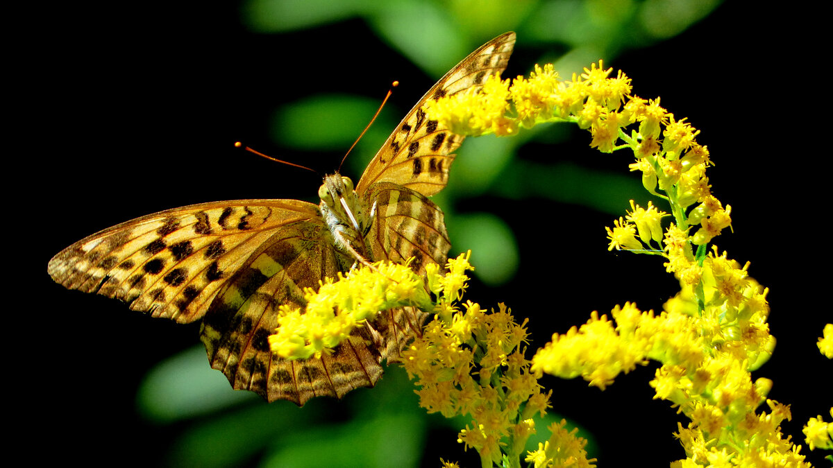 опять про бабочек...112 - Александр Прокудин