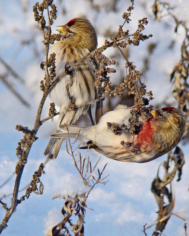 чечётки - gawrilа - dan
