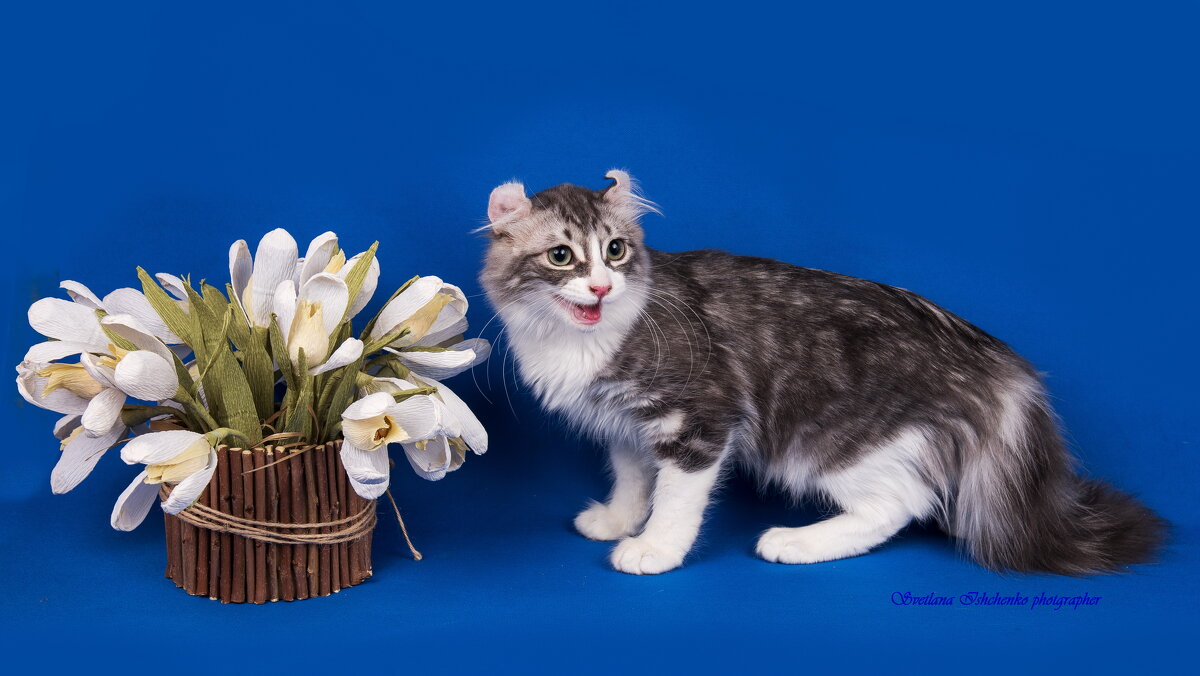 Aмериканский кёрл - Светлана Ищенко