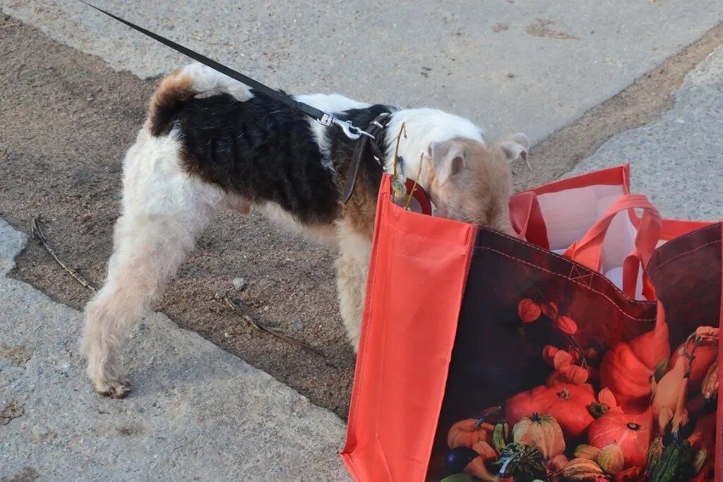 Проверка на дороге - Надежда 