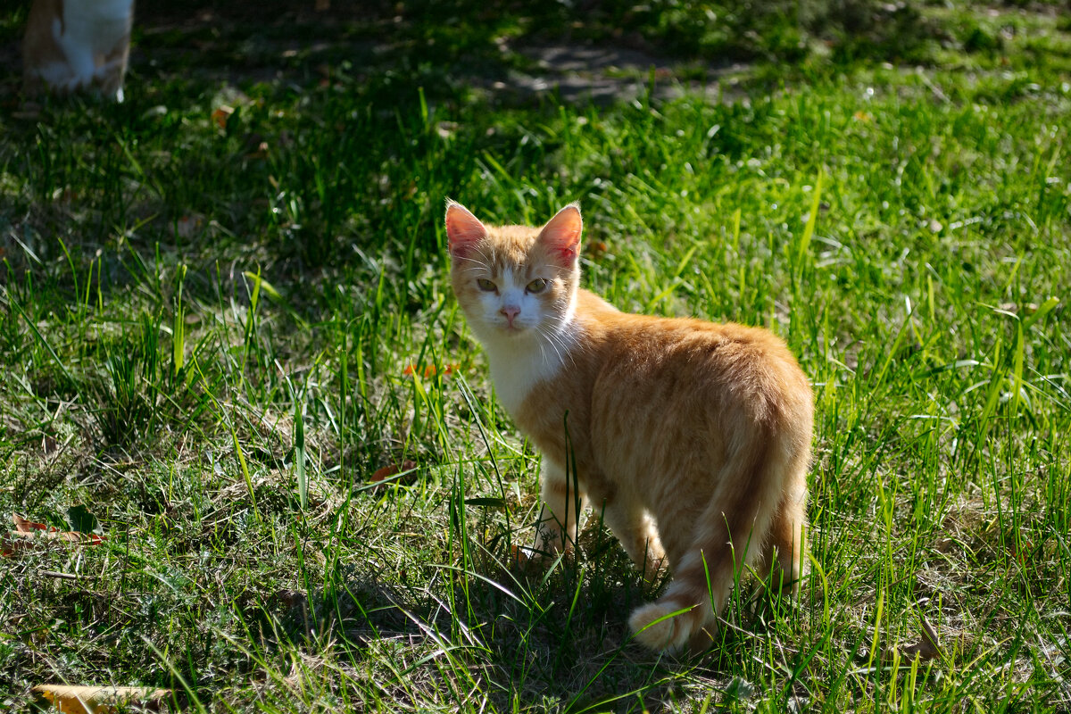 Кошка - Александр Лычагин