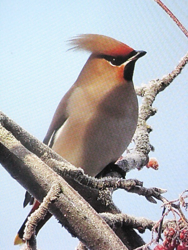 Красавчик - Людмила Смородинская Красавчик - Людмила Смородинская