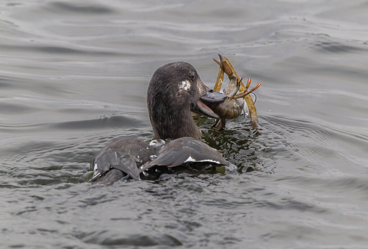 турпан. - юрий макаров