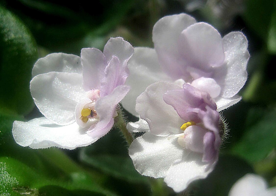 Фиалка - Елена Семигина