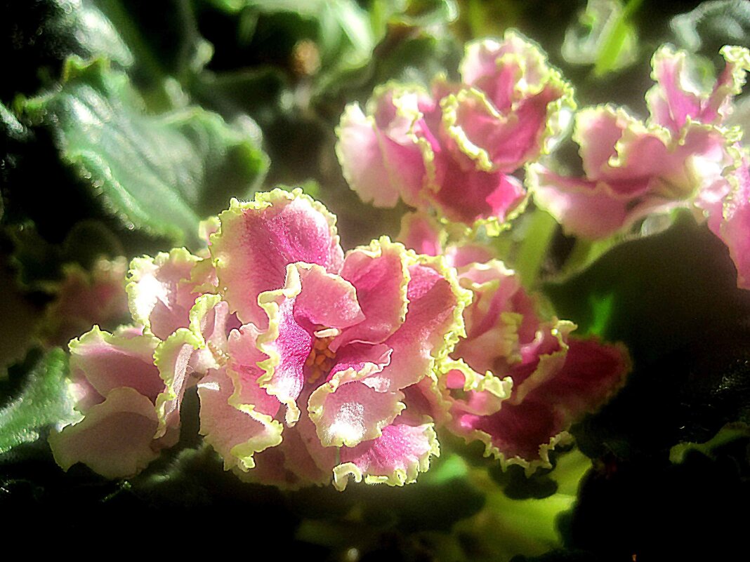 Фиалка - Елена Семигина