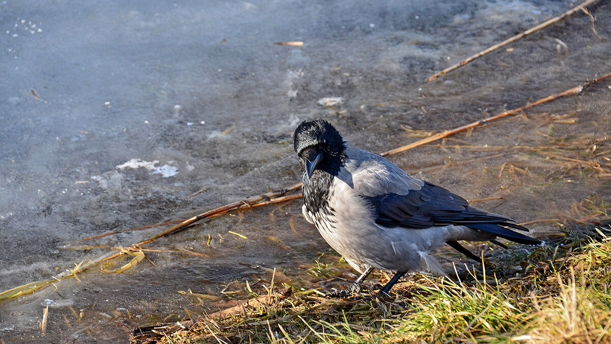 Почти домашняя ворона - Alexandеr P
