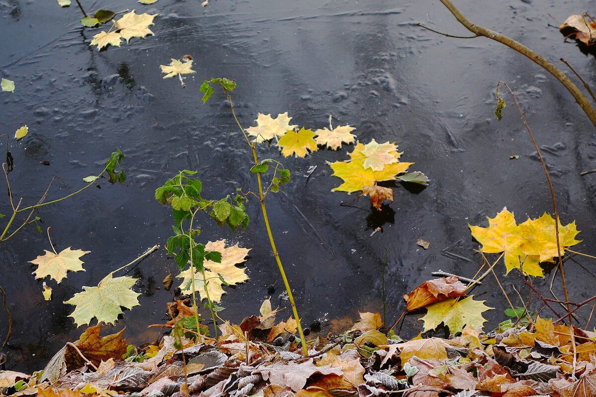 Этюды поздней осени - Рита Симонова