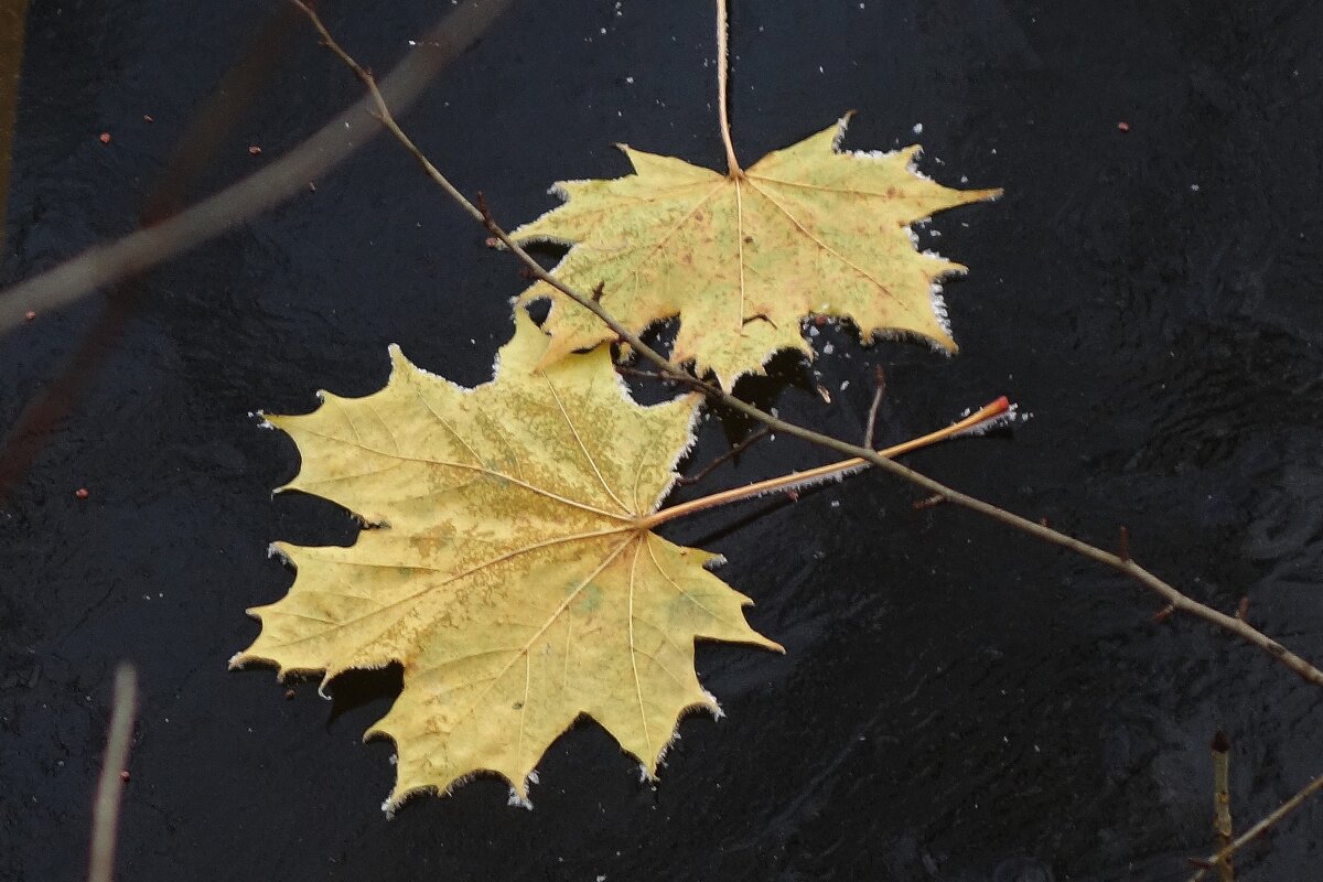 Этюды поздней осени - Рита Симонова